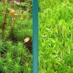 Кукушкин лён и сфагнум.