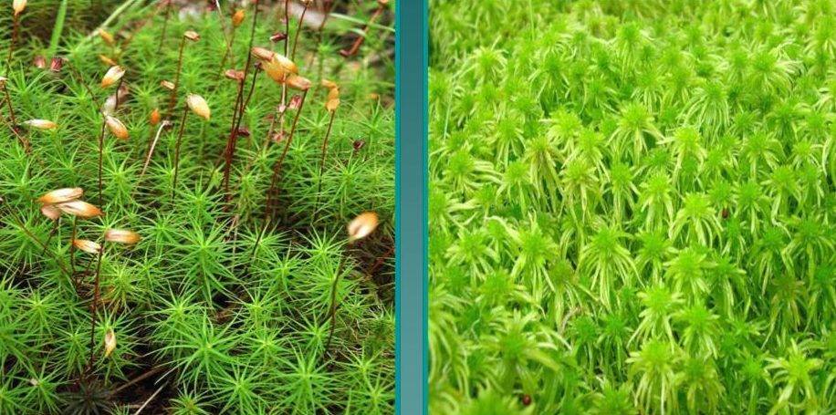 В чём отличие сфагнума от кукушкина льна: что общего, в чём разница ...