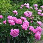 Травянистый пион.