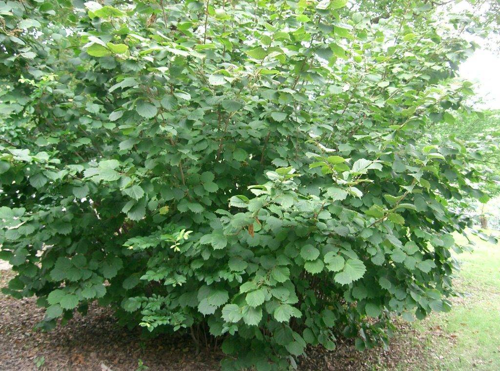 Куст лещины.