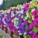 Петуния каскадная.