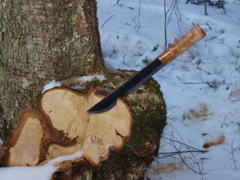 Сувель под корой.