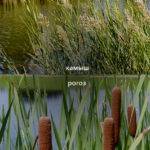 В чём разница между рогозом и камышом.