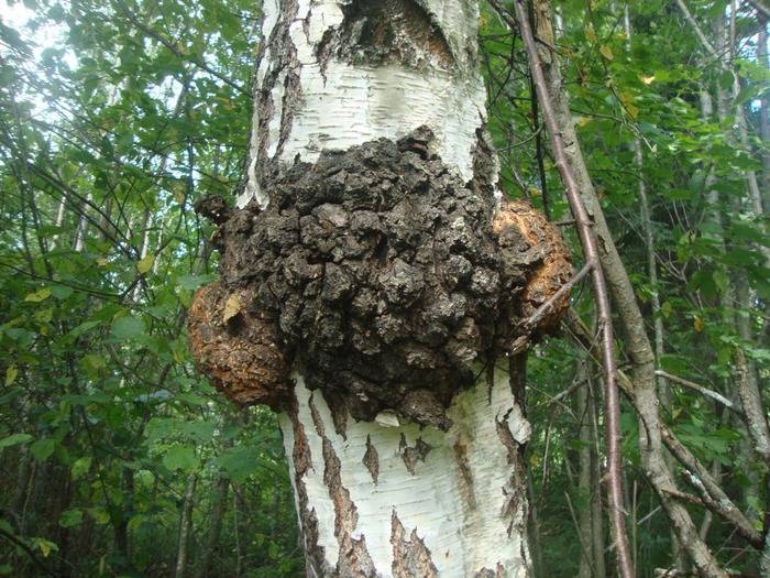 Кап на дереве.