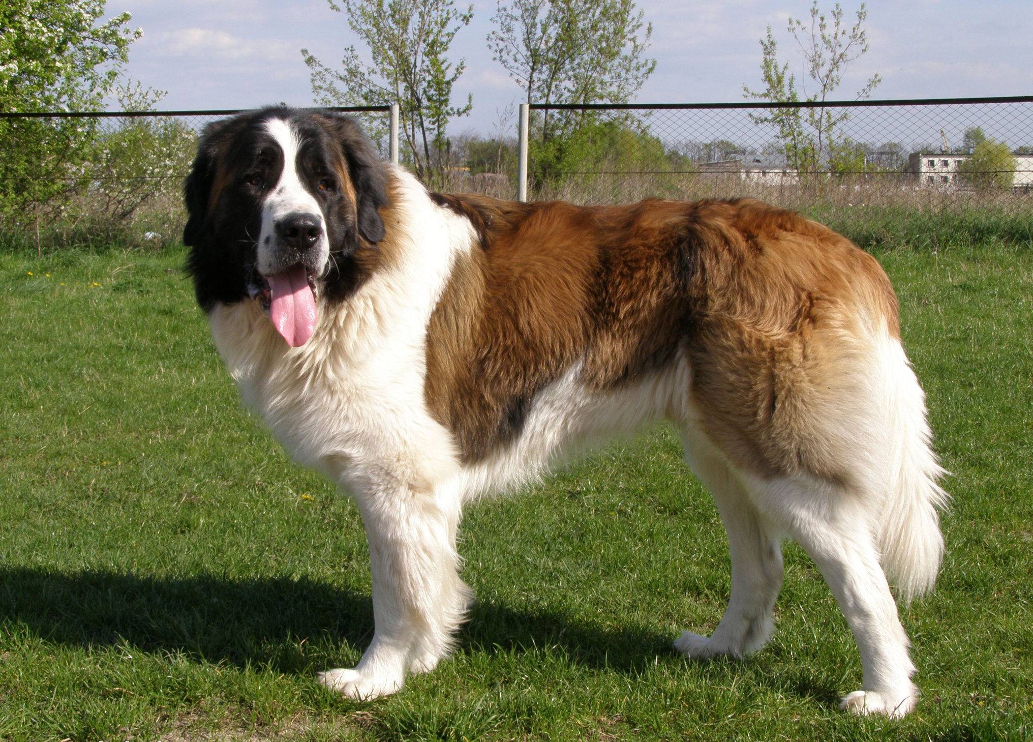 Московская сторожевая.