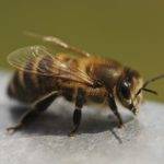 Пчела.