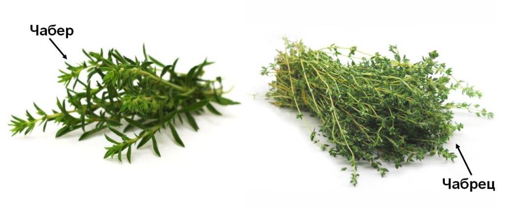Чабер и чабрец.