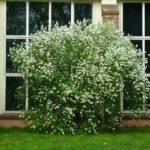 Чубушник венечный Schneesturm.