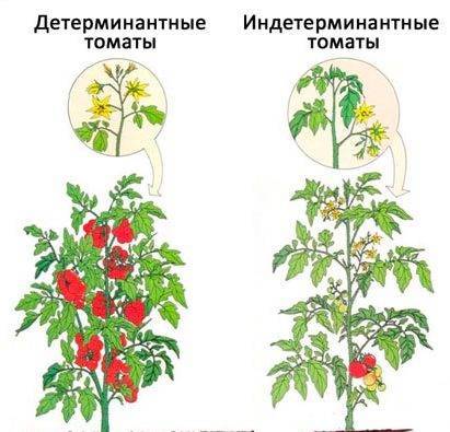 В чём отличие детерминантных томатов от индетерминантных.