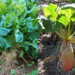 Разница между сахарной свёклой и кормовой.