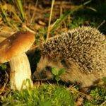 Грибы и животные.