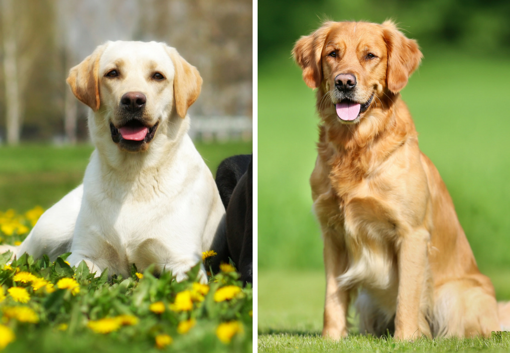 В чём разница между ретривером и лабрадором.