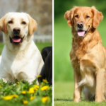 В чём разница между ретривером и лабрадором.