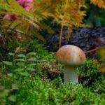 Грибы и растения.