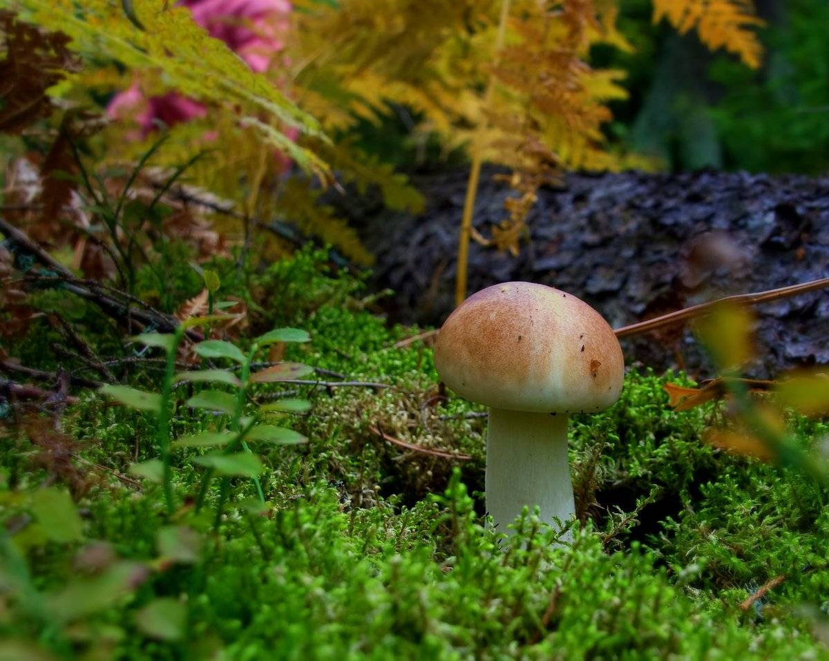 Грибы и растения.