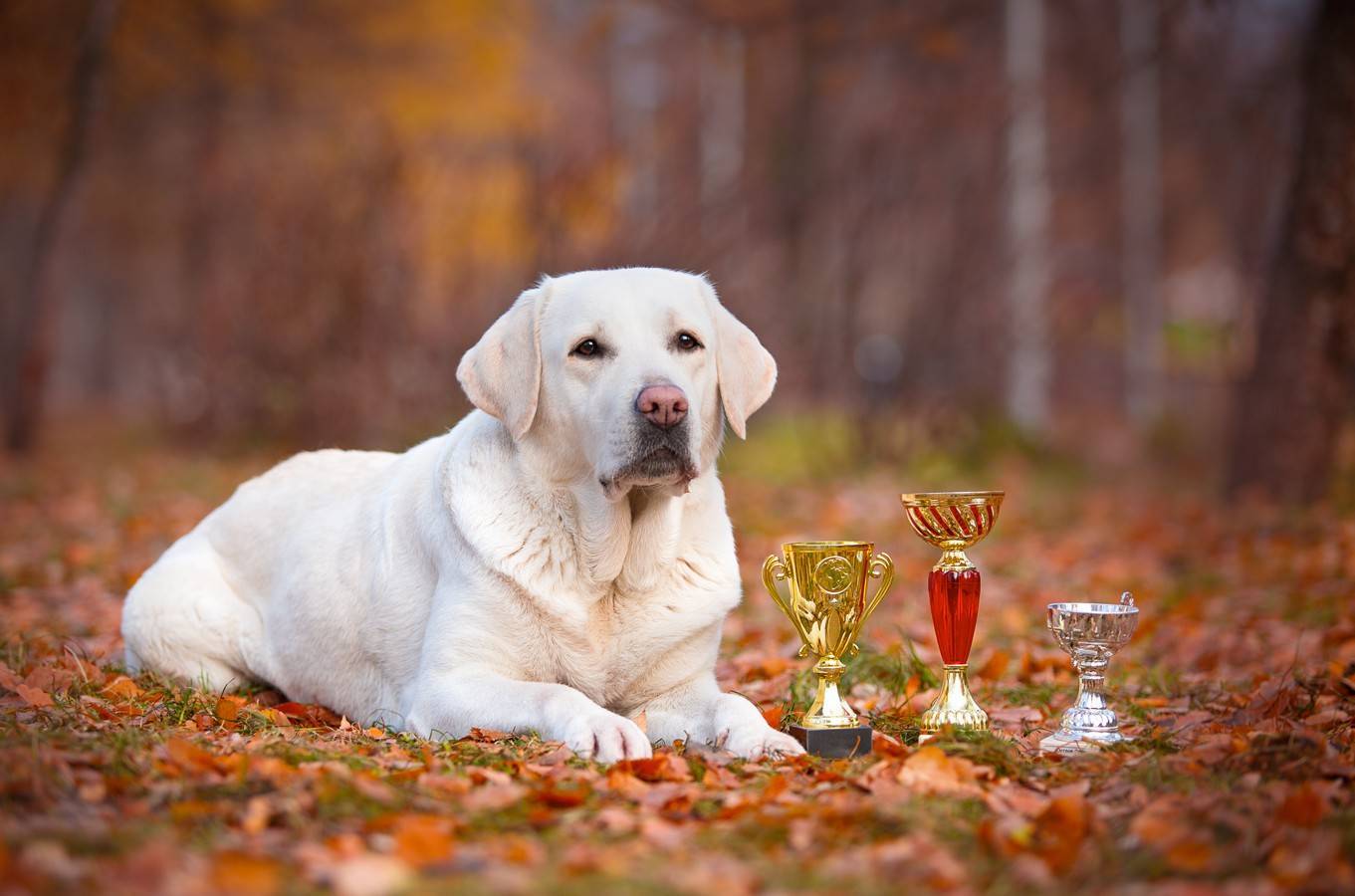 Лабрадор взрослый.