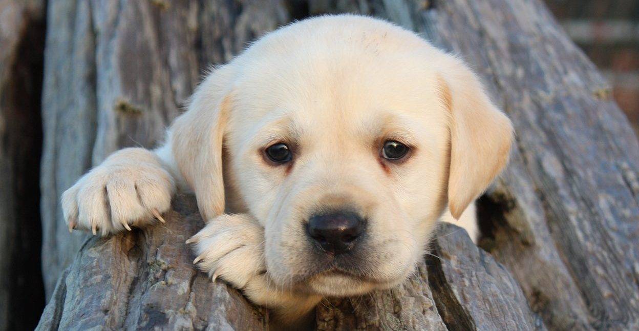 Лабрадор щенок.