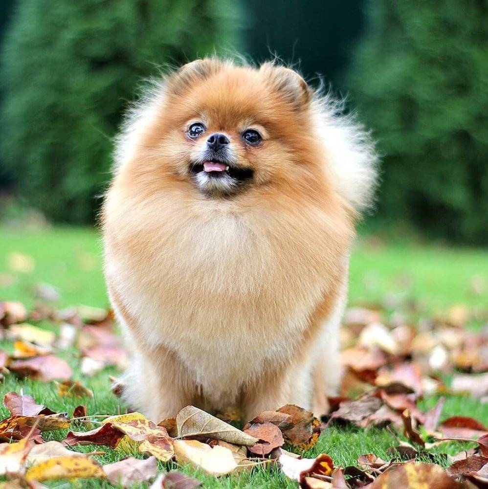 Померанский шпиц.