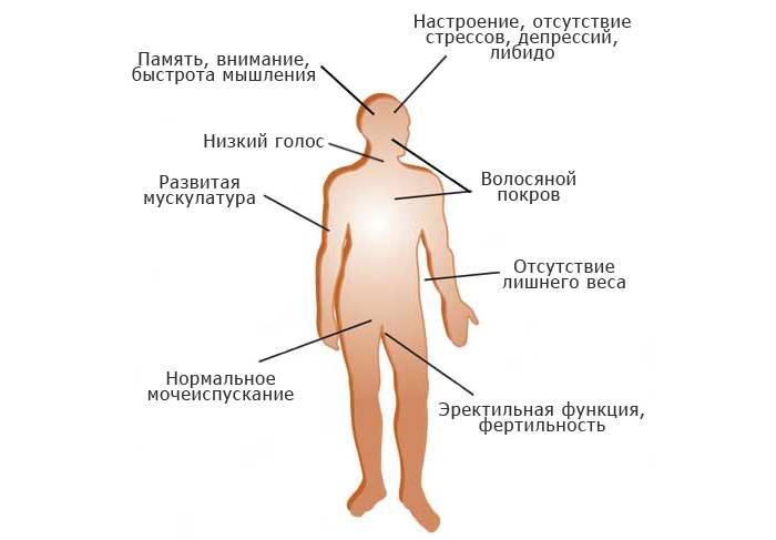 Влияние тестостерона на организм мужчины.