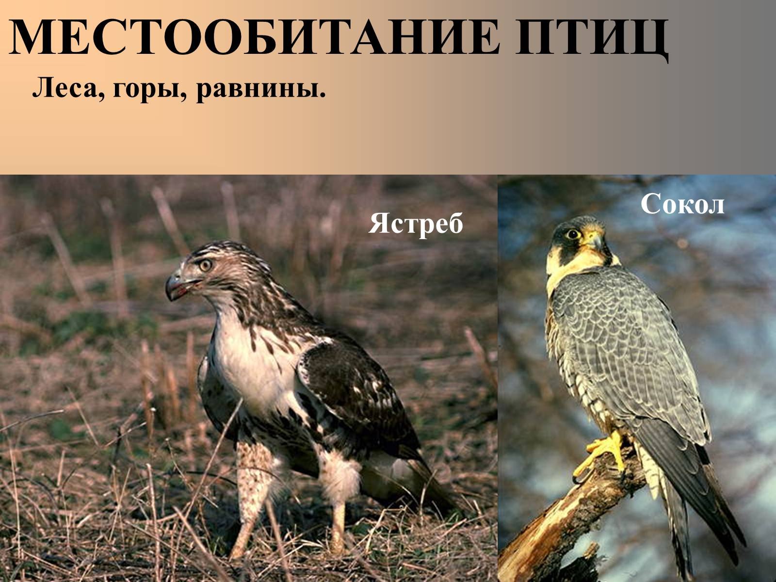 Ястреб и сокол - животные 2024