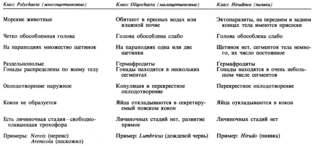 Малощетинковые черви - общая характеристика класса, признаки, вид