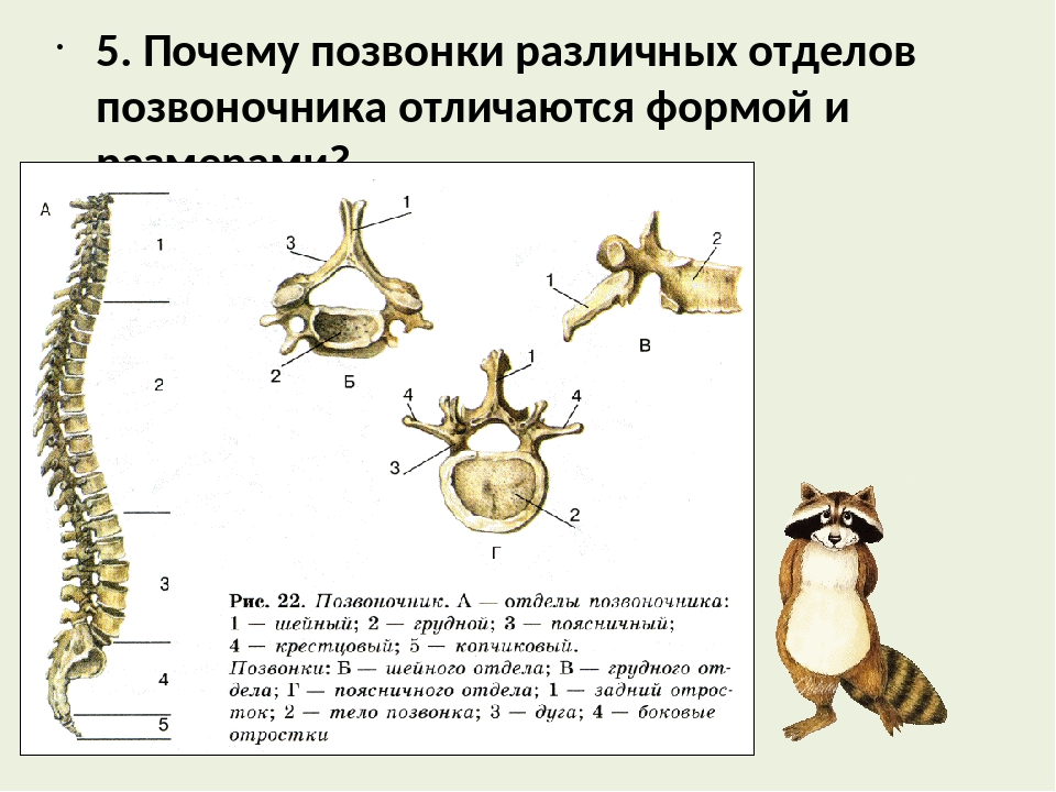Позвоночник человека: строение нумерация дисков и анатомия