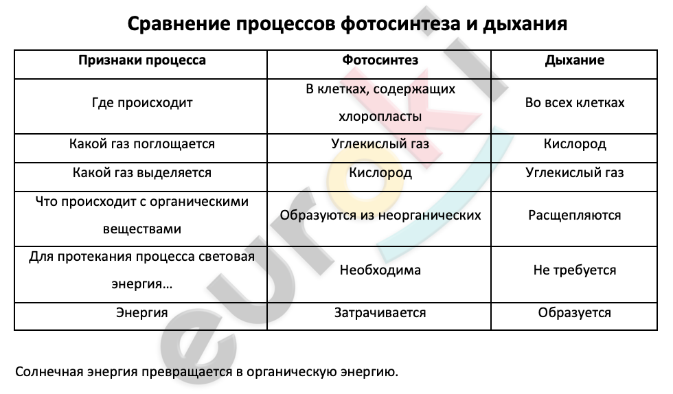 Фотосинтез и клеточное дыхание - разница и сравнение - blogul 2024