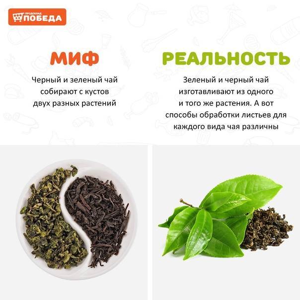 Чем отличаются черный и зеленый чай: какой полезнее, можно ли смешивать