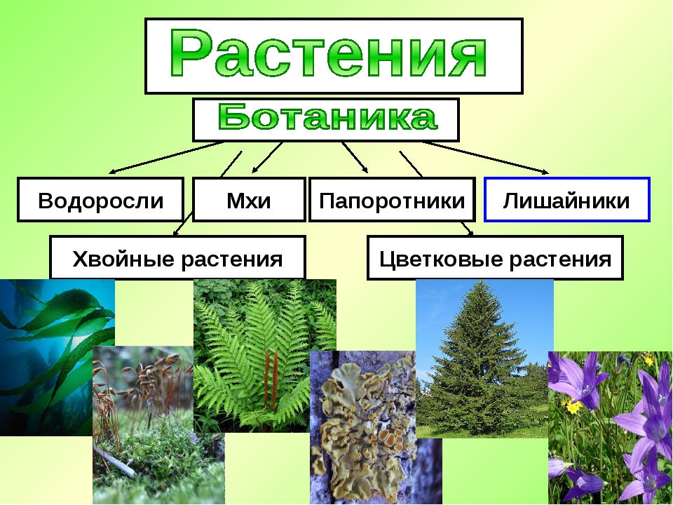 Сравните строение папоротниковидных и водорослей 3 сходства и 3 отличия - id36937085 от ayancoolgirlbaku 28.02.2023 10:57