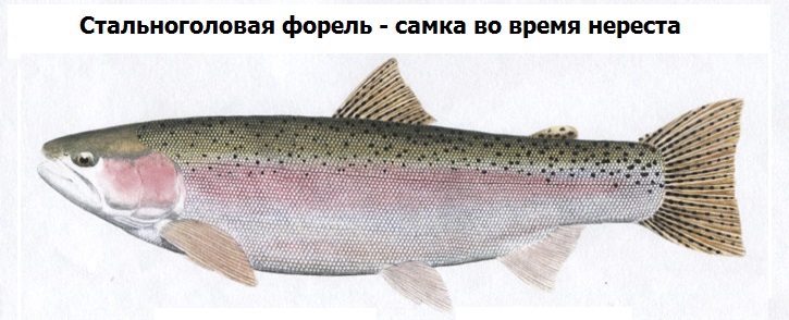 Форель - описание рыбы, внешний вид, разновидности, места обитания