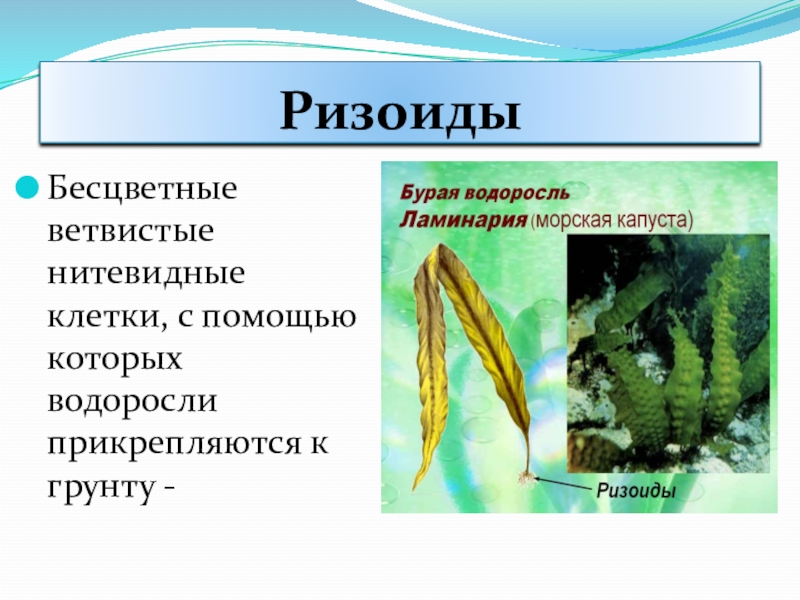 Что такое ризоиды у водорослей и почему они нельзя назвать корнями