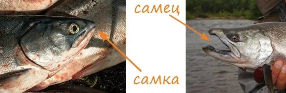 Горбуша самка и самец отличие. как отличить самку горбуши от самца? как правильно выбрать горбушу и определить, что в ней есть икра