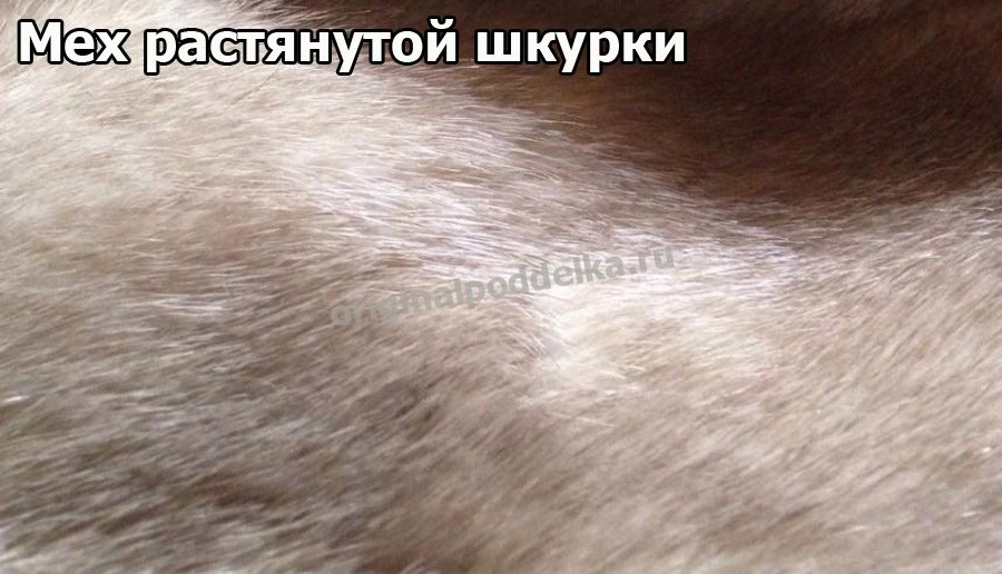 Как отличить настоящую норку от подделки: в чем разница между хорошим и некачественным мехом