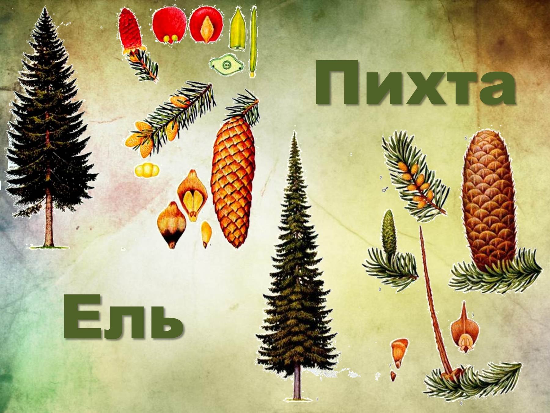 Чем отличается пихта от ели