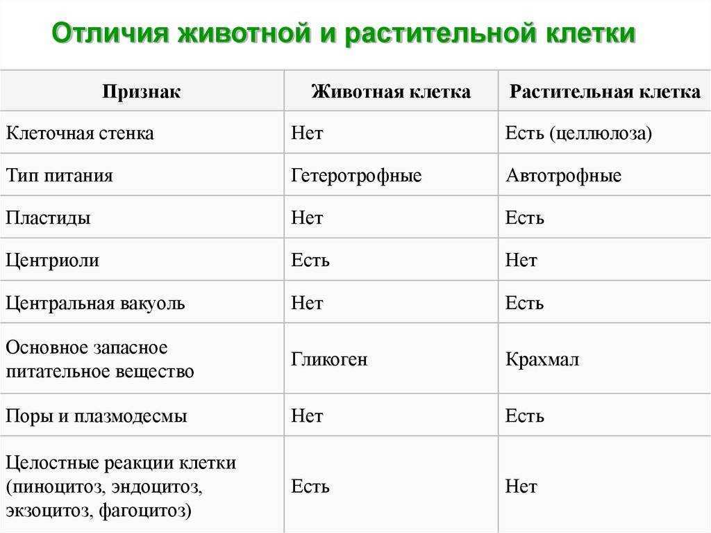 Чем отличается животная клетка от растительной: составляющие, строение, сходства и различия