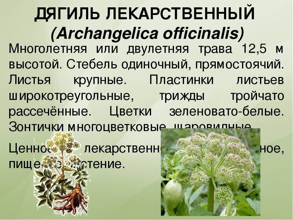 Борщевик ядовитое растение, чем опасен и как с ним бороться