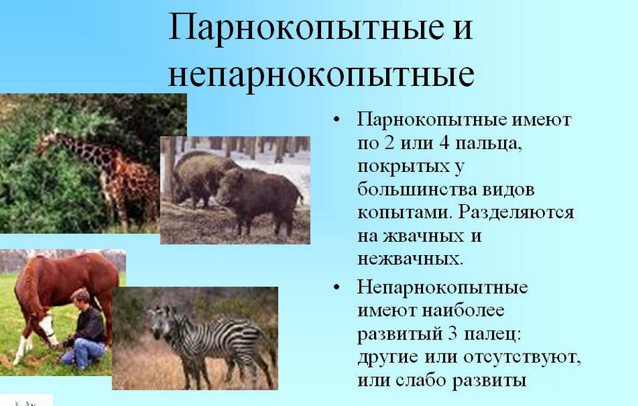 Копытные: внешний вид, фото, особенности, интересные факты, среда обитания