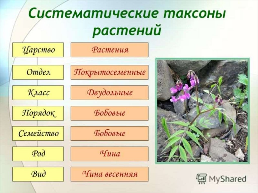 Чем животные отличаются от растений
