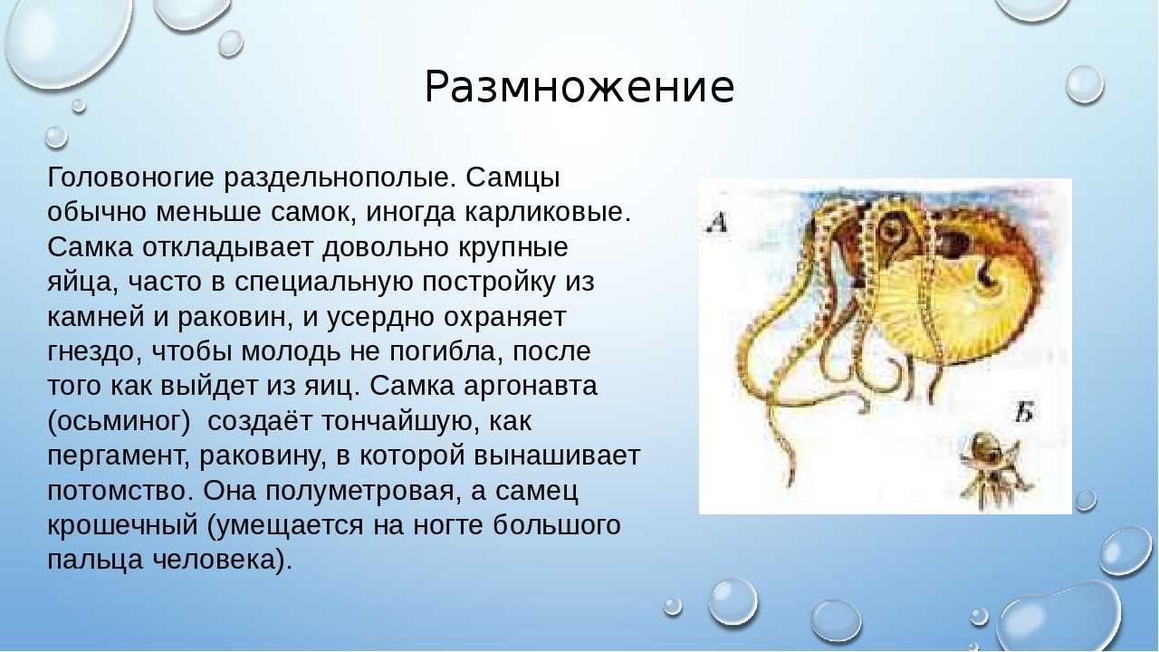 Интересные факты о головоногих