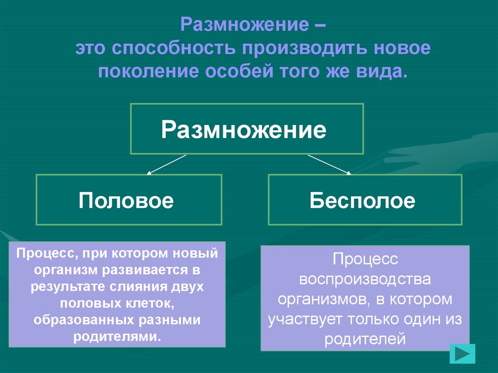 Чем половое размножение отличается от бесполого? — статейный холдинг