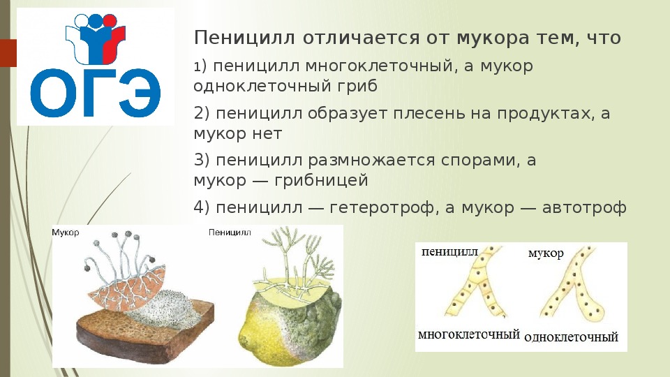 Мицелий плесневых грибов рода пеницилл и мукор, дрожжеподобная инфекция на коже и в мазке, симбиоз с растениями