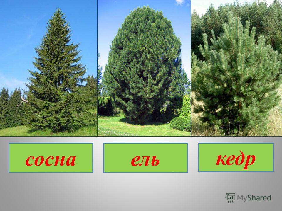 Как отличить кедр от сосны: есть ли разница по разным критериям