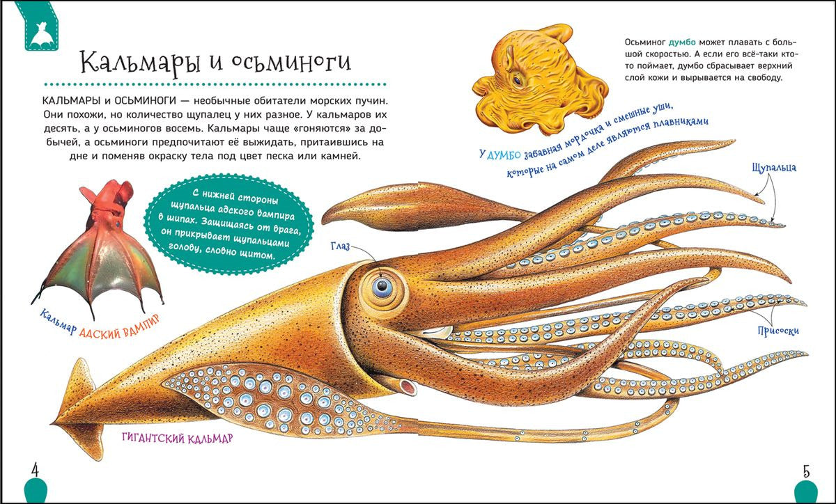 Кальмар против. осьминог: в чем отличия?