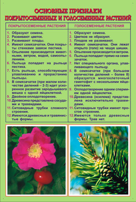 Урок 8: высшие растения - 100urokov.ru