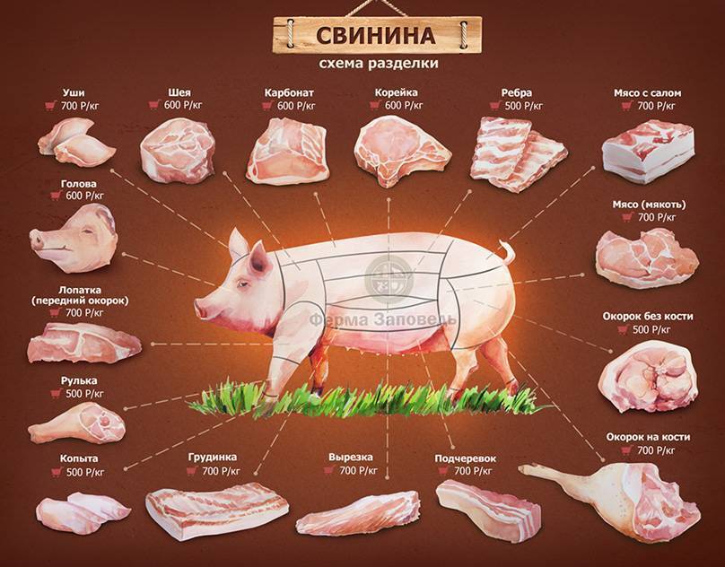 Части туши свиньи - схема, где находится корейка, рулька, вырезка и карбонад