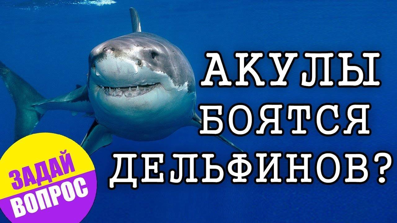 Почему акулы боятся дельфинов: удивительные факты?