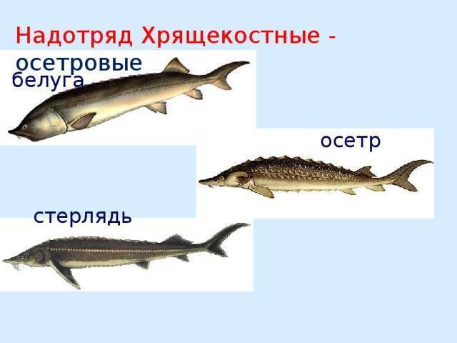 Осетр и стерлядь: отличие стерляди от осетра