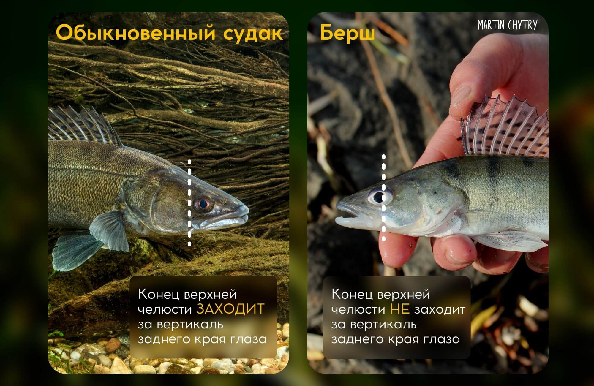 Как отличить берша от судака