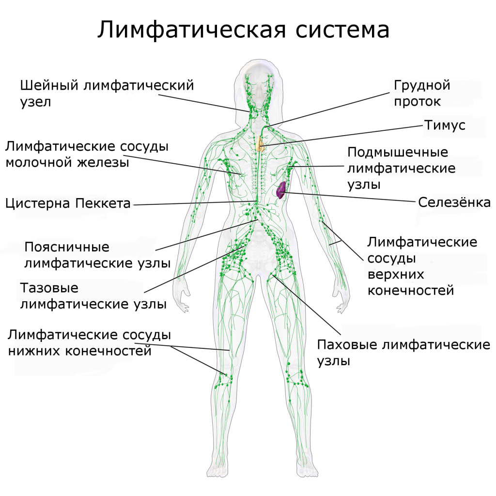 Разница между системой кровообращения и лимфатической системой | сравните разницу между похожими терминами - жизнь - 2024