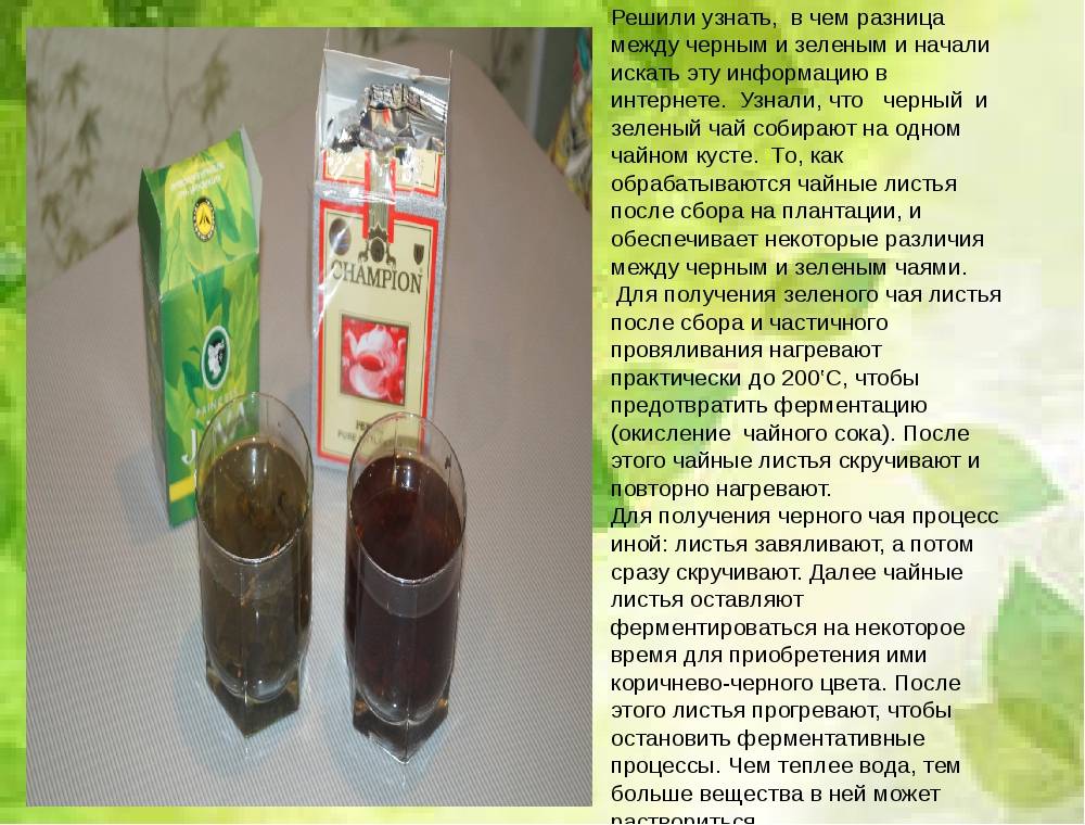 Чем отличается черный чай от зеленого. в чем уникальность напитков